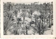Colomb Bechar octobre 1955  La palmeraie